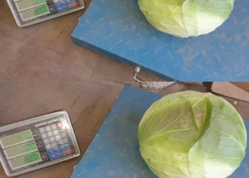 Noua înșelătorie cu varza: Zeci de români păcăliți. Află mai jos cum funcționează schema