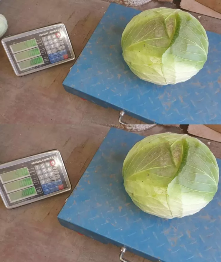 Noua înșelătorie cu varza: Zeci de români păcăliți. Află mai jos cum funcționează schema