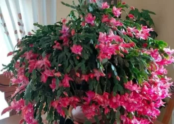 Ingrijire Cactusul Craciunului sau Craciunita. Ce trebuie sa faci ca sa creasca si sa infloreasca tot timpul anului. Detalii in primul comentariu.