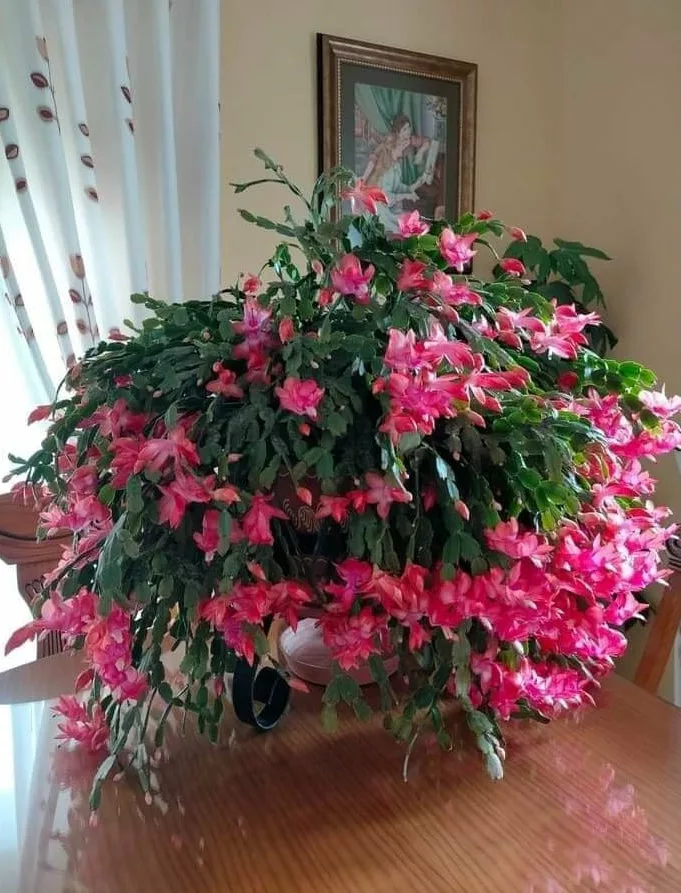 Ingrijire Cactusul Craciunului sau Craciunita. Ce trebuie sa faci ca sa creasca si sa infloreasca tot timpul anului. Detalii in primul comentariu.