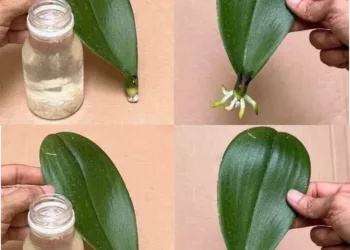 Apă cu lămâie și orhidees care nu a înflorit niciodată va își va deschide boboceii