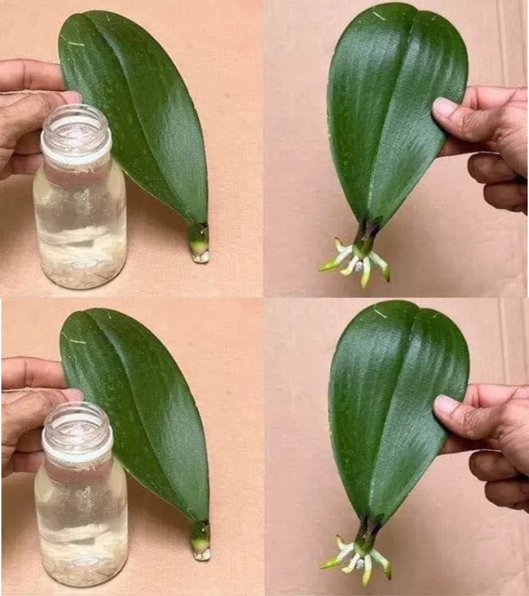 Apă cu lămâie și orhidees care nu a înflorit niciodată va își va deschide boboceii