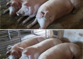 Bine de stiut – Cât se pierde din greutatea porcului după tăiere. Cu câtă carne rămânem după ce cumpărăm porc „în viu”