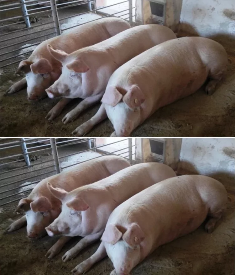 Bine de stiut – Cât se pierde din greutatea porcului după tăiere. Cu câtă carne rămânem după ce cumpărăm porc „în viu”