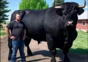 Recent, am cheltuit 6.500 de dolari pe acest taur Black Angus înregistra