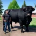 Recent, am cheltuit 6.500 de dolari pe acest taur Black Angus înregistra