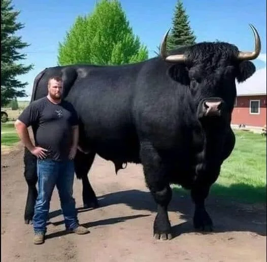 Recent, am cheltuit 6.500 de dolari pe acest taur Black Angus înregistra