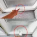 Aproape toate congelatoarele au acest „element secret”. De aceea trebuie să fie folosit o dată la fiecare 3 luni