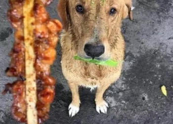 Această fotografie a fost făcută de un vânzător ambulant care vinde shаorma. Acesta spune povestea din spatele fotografiei: