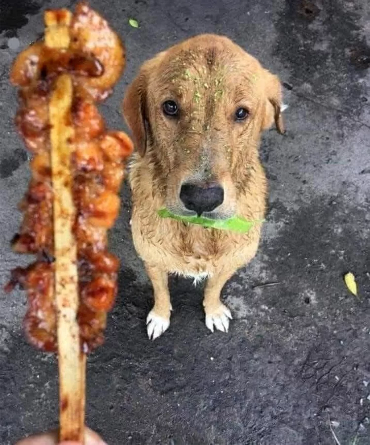 Această fotografie a fost făcută de un vânzător ambulant care vinde shаorma. Acesta spune povestea din spatele fotografiei: