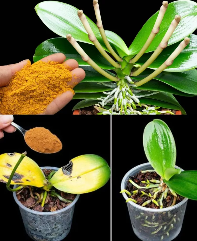 Cum se îngrijesc corect orhideele iarna