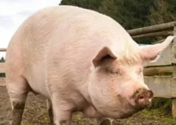 Cât se pierde din greutatea porcului după tăiere: