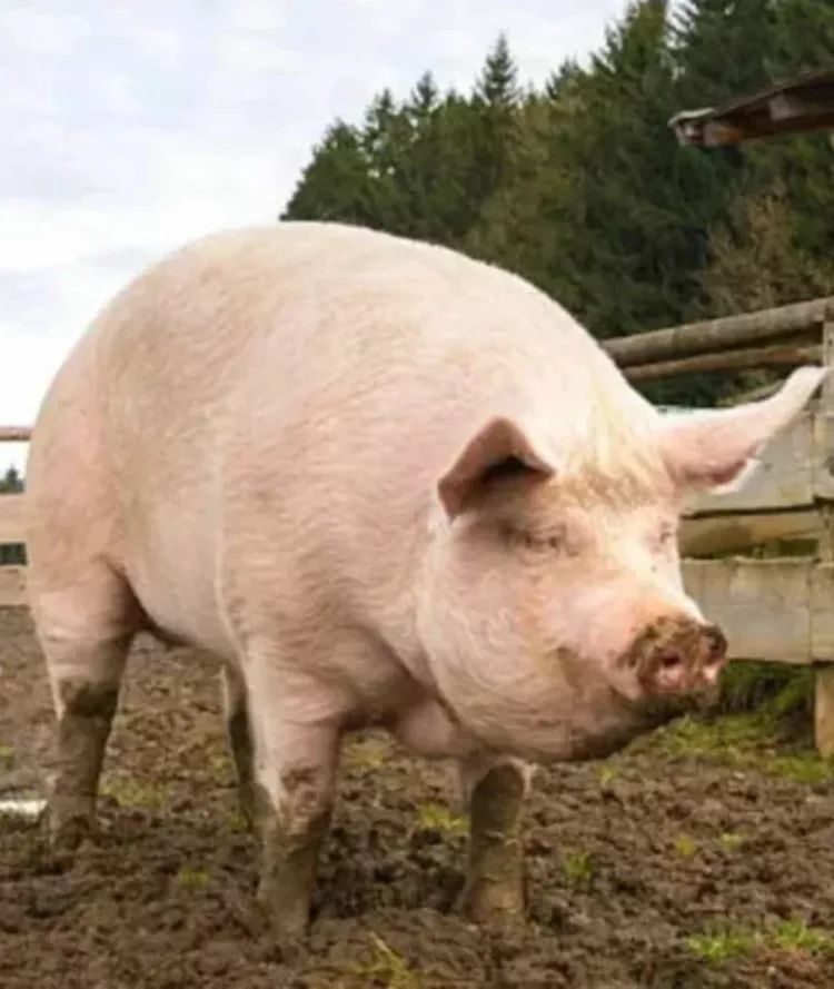 Cât se pierde din greutatea porcului după tăiere: