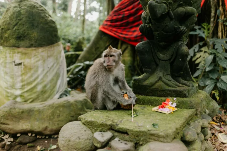 5 atractii de neratat in Ubud: de la temple sacre, la peisaje naturale spectaculoase