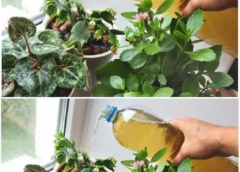 Udă florile de apartament cu această soluție pentru o creștere rapidă și flori deosebite