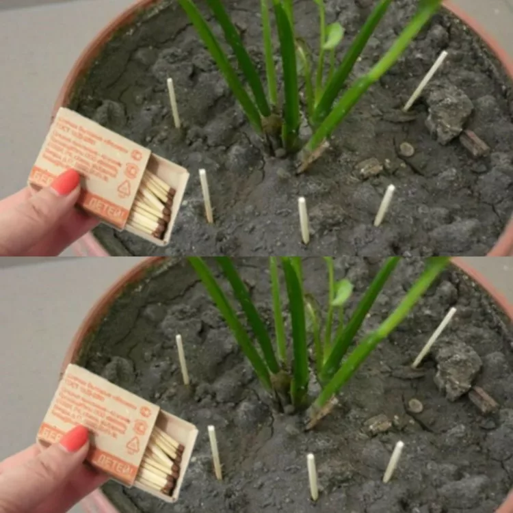 De ce trebuie să introduci chibrituri în ghivece de flori: secretul va surprinde multe gospodine