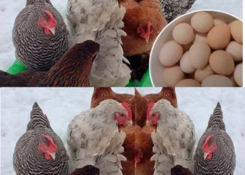 Gainile vor oua toată iarna. Ce trebuie să faci – Ghid Practic