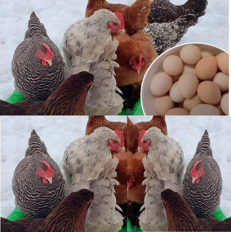 Gainile vor oua toată iarna. Ce trebuie să faci – Ghid Practic