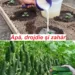 Apă, drojdie și zahăr: trei ingrediente comune, ușor de găsit, esențiale pentru o recoltă abundentă de castraveți și roșii