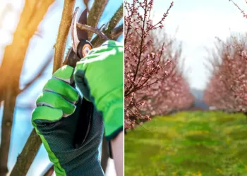 Ce trebuie să le faci pomilor din grădină până la finalul lui februarie, dacă vrei să fie roditori? Sfatul specialiștilor