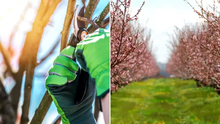 Ce trebuie să le faci pomilor din grădină până la finalul lui februarie, dacă vrei să fie roditori? Sfatul specialiștilor