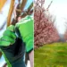 Ce trebuie să le faci pomilor din grădină până la finalul lui februarie, dacă vrei să fie roditori? Sfatul specialiștilor