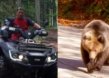 Atac grav al unui urs în Predeal: Un bărbat este în stare critică