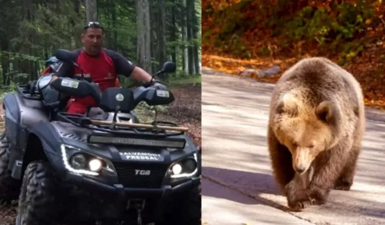 Atac grav al unui urs în Predeal: Un bărbat este în stare critică