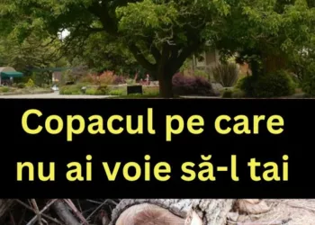 Copacul protejat prin lege: Ce riști dacă îl tai fără autorizație