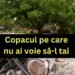 Copacul protejat prin lege: Ce riști dacă îl tai fără autorizație