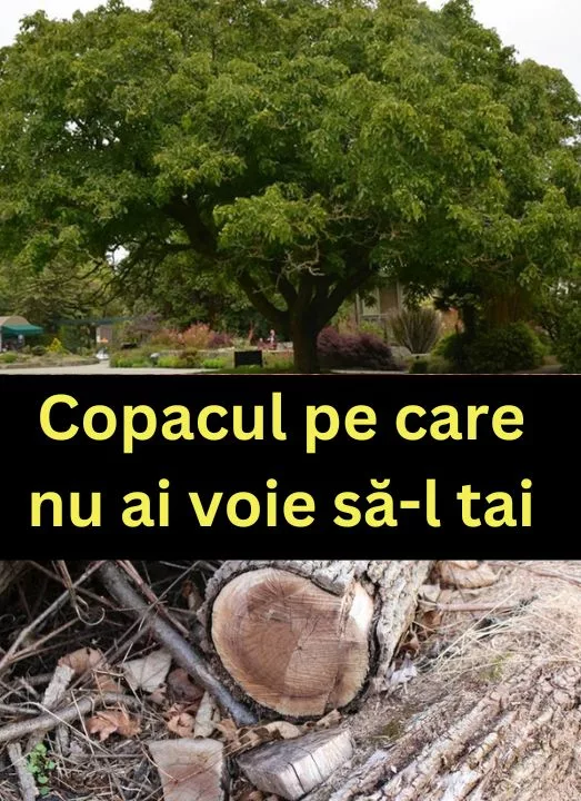 Copacul protejat prin lege: Ce riști dacă îl tai fără autorizație