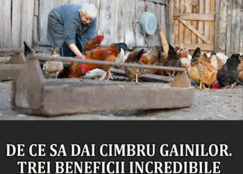 De ce sa dai cimbru gainilor