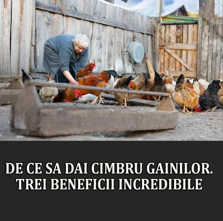 De ce sa dai cimbru gainilor