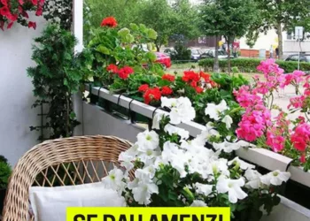 Reguli pentru florile de pe balcon: Ce riscuri și amenzi riști dacă nu le respecți