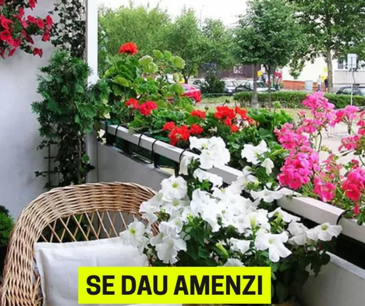 Reguli pentru florile de pe balcon: Ce riscuri și amenzi riști dacă nu le respecți