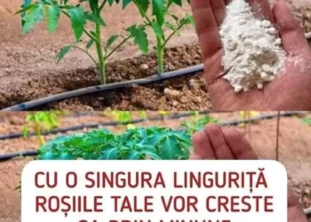 Cum să obții o recoltă bogată de roșii: trucul simplu cu bicarbonat de sodiu