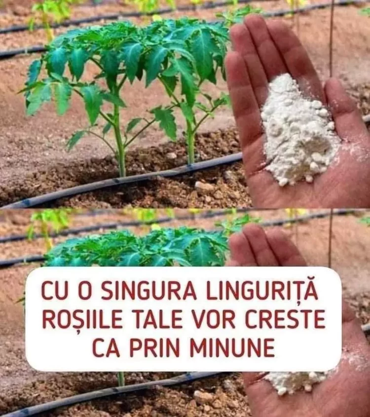 Cum să obții o recoltă bogată de roșii: trucul simplu cu bicarbonat de sodiu