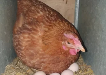 Avertisment în Țările de Jos: ouăle de curte pot conține substanțe toxice PFAS