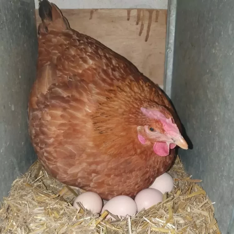 Avertisment în Țările de Jos: ouăle de curte pot conține substanțe toxice PFAS