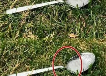 De ce dispariția albinelor ar putea provoca o catastrofă globală: Avertismentul lansat de Sir David Attenborough