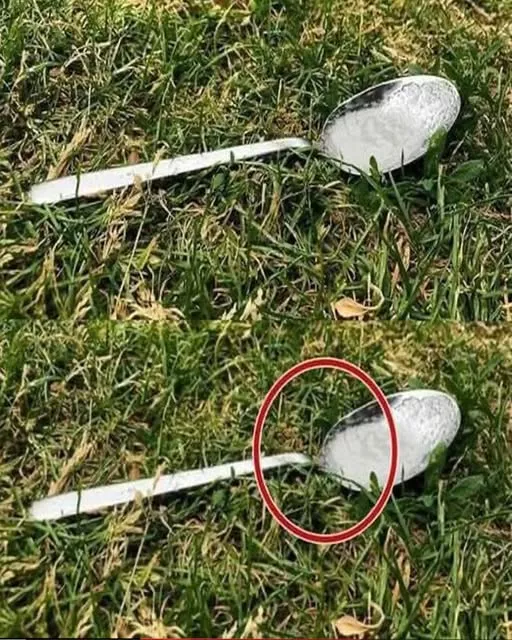 De ce dispariția albinelor ar putea provoca o catastrofă globală: Avertismentul lansat de Sir David Attenborough