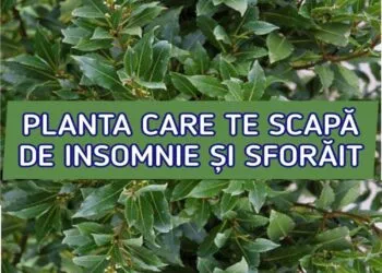 Frunzele de dafin: aliatul natural pentru sănătatea ta