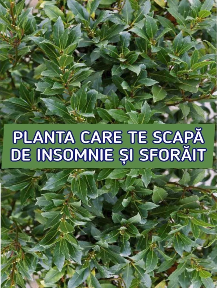 Frunzele de dafin: aliatul natural pentru sănătatea ta