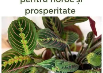 Busuiocul în luna aprilie: simbol al norocului, protecției și renașterii