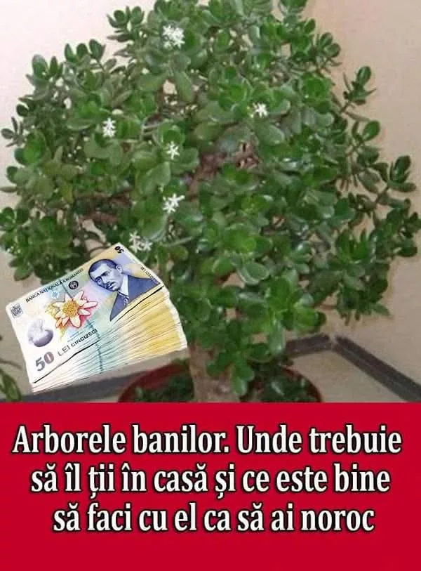 Crassula, Arborele de Jad: Secretul Prosperității și al Energiei Pozitive