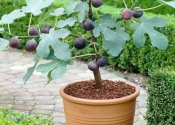 Smochinul – Copacul care îți binecuvântează casa și sănătatea