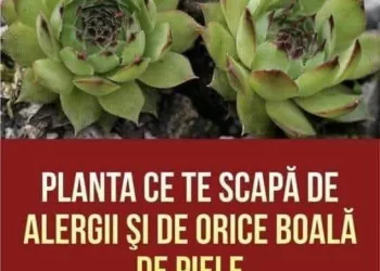 Urechelnița – Planta cu Proprietăți Vindecătoare și Rol Decorativ