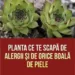 Urechelnița – Planta cu Proprietăți Vindecătoare și Rol Decorativ