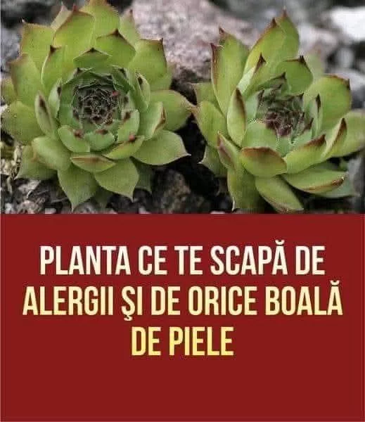 Urechelnița – Planta cu Proprietăți Vindecătoare și Rol Decorativ