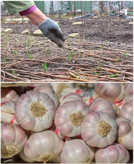 Cum îngrijești corect usturoiul primăvara și vara: trucuri pentru o recoltă bogată